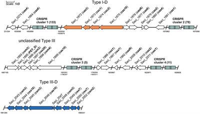 Application of the endogenous CRISPR-Cas type I-D system for genetic engineering in the thermoacidophilic archaeon Sulfolobus acidocaldarius